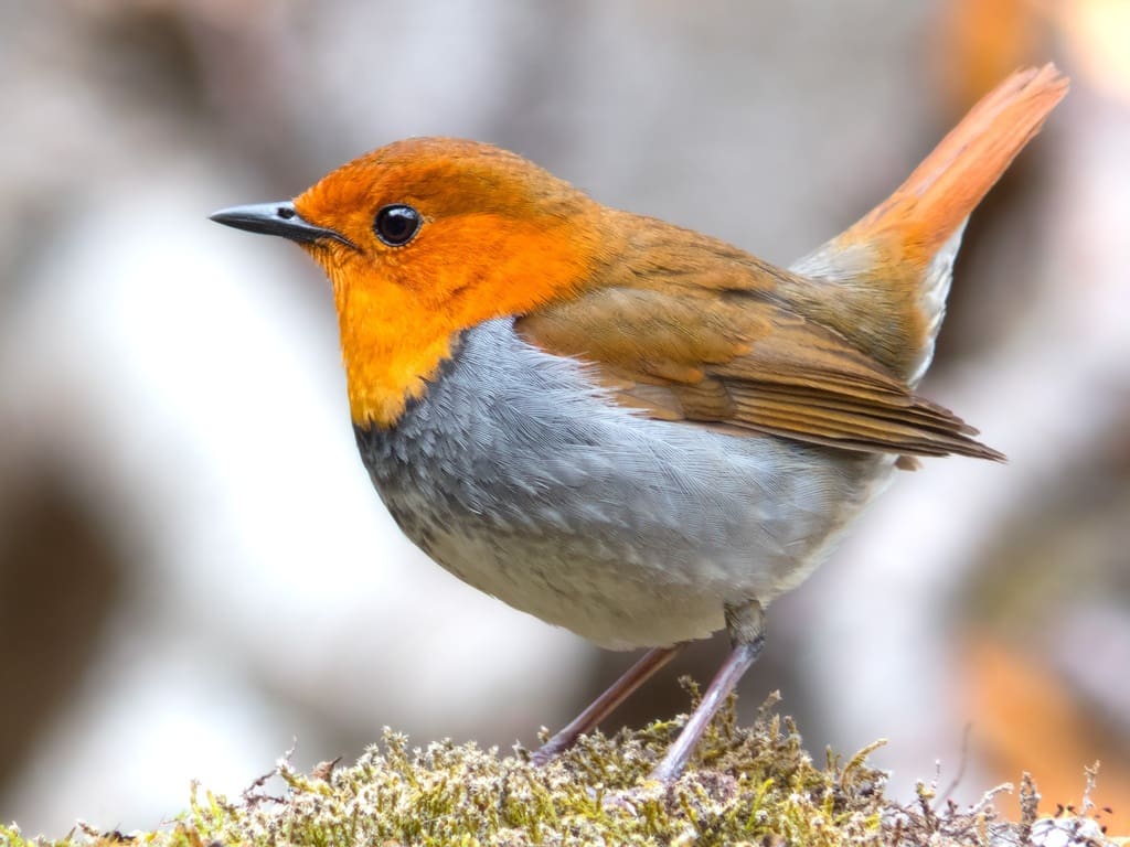 Robin Redbreast bird